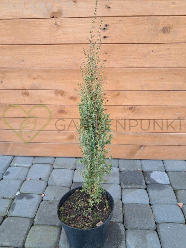 Jałowiec pospolity Sentinel - Juniperus communis