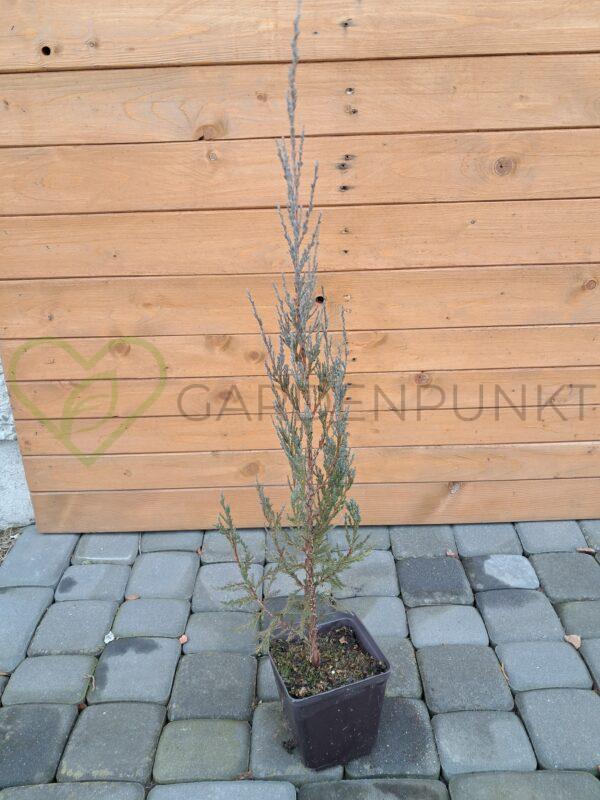 Jałowiec skalny Blue Arrow  - Juniperus scopulorum