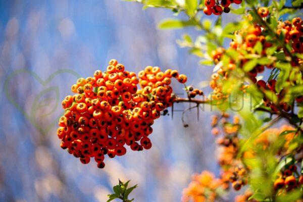 Jarząb szwedzki Krasavica - Sorbus intermedia