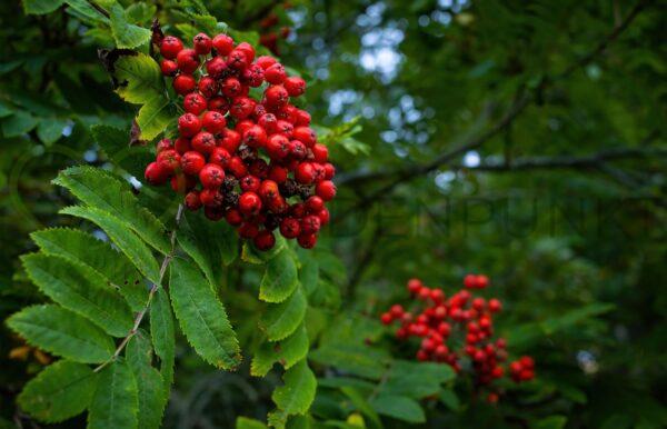 Jarząb szwedzki Miczurinskaja Diesiertnaja - Sorbus intermedia