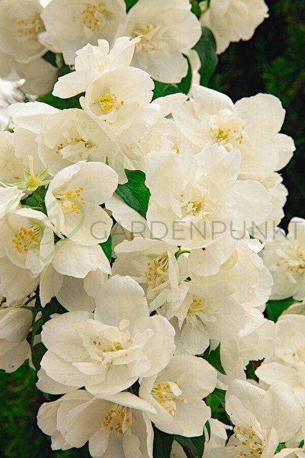 Jaśminowiec Biały Karzeł - Philadelphus