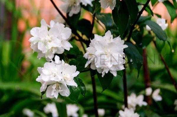 Jaśminowiec Lemoinei - Philadelphus