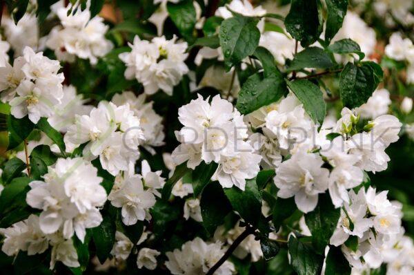 Jaśminowiec Minnesota Snowflake - Philadelphus