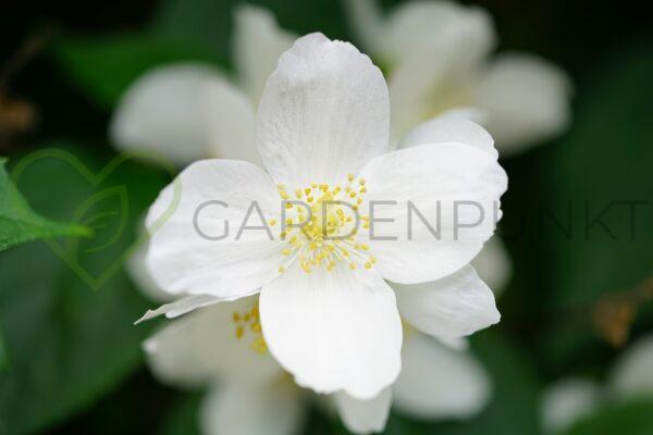 Jaśminowiec Silberregen - Philadelphus