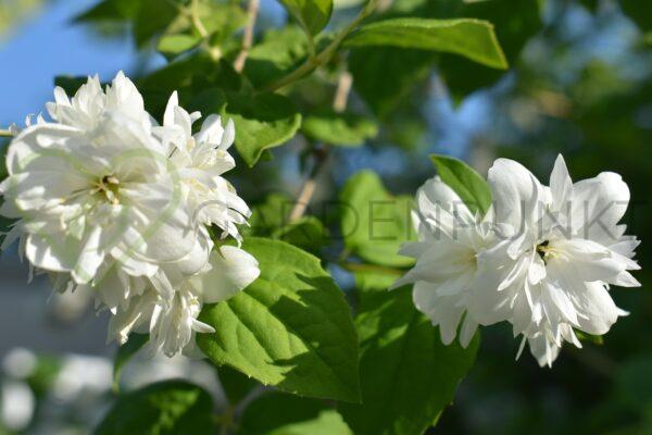 Jaśminowiec Snowbelle - Philadelphus