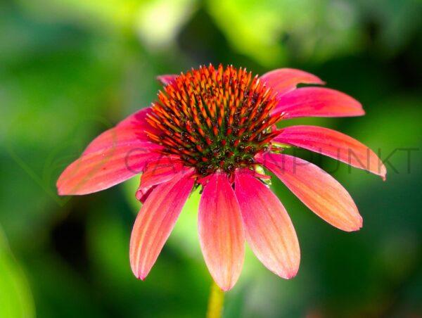 Jeżówka purpurowa Carrot Cake PBR - Echinacea purpurea