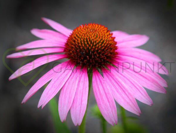 Jeżówka purpurowa Chunky Purple PBR - Echinacea purpurea