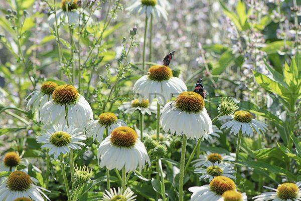 Jeżówka purpurowa Delicious Ice PBR - Echinacea purpurea