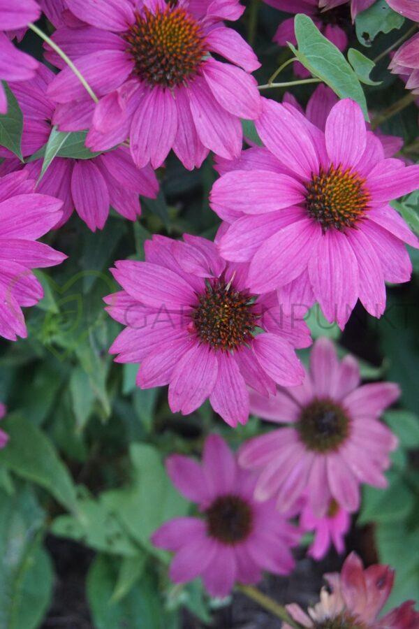 Jeżówka purpurowa Fountain Light Purple PBR - Echinacea purpurea