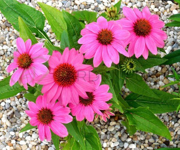 Jeżówka purpurowa Giddy Pink PBR - Echinacea purpurea