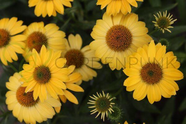 Jeżówka purpurowa Kismet Yellow PBR - Echinacea purpurea