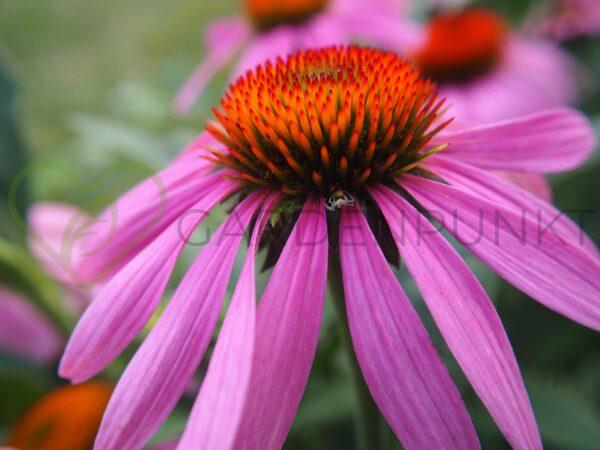 Jeżówka purpurowa Meditation Pink PBR - Echinacea purpurea