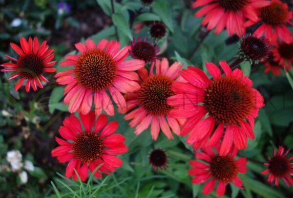 Jeżówka purpurowa Sensation Coral PBR - Echinacea purpurea