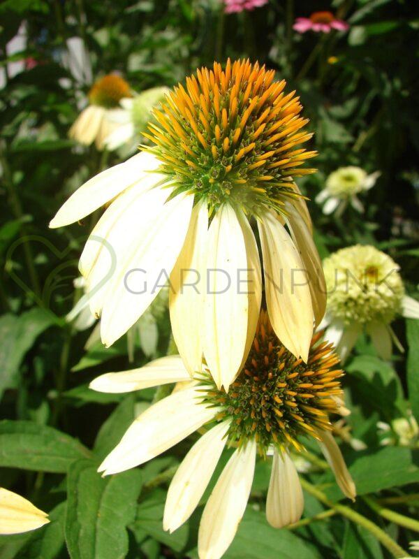 Jeżówka purpurowa Sensation Mango PBR - Echinacea purpurea