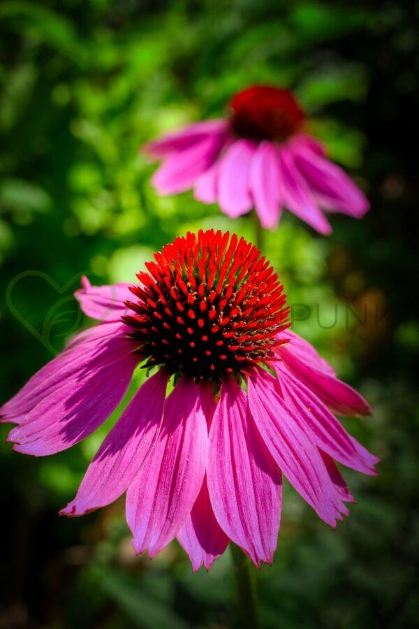 Jeżówka purpurowa Summer Candy PBR - Echinacea purpurea