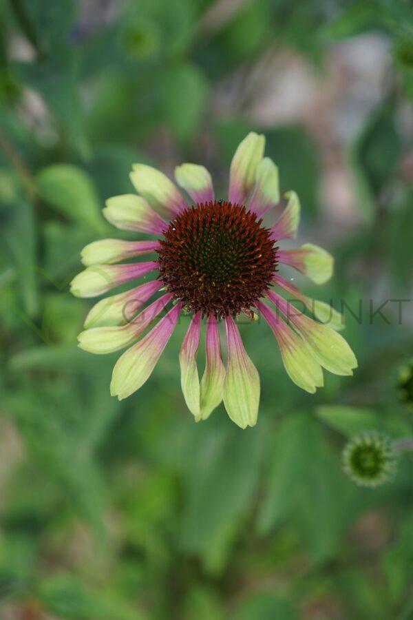Jeżówka purpurowa Sweet Sandia PBR - Echinacea purpurea