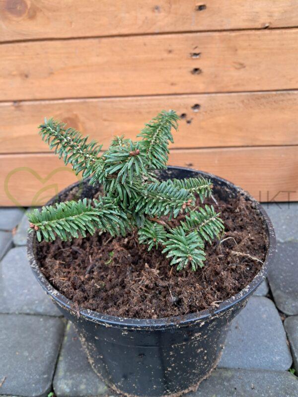 Jodła balsamiczna Nana - Abies balsamea