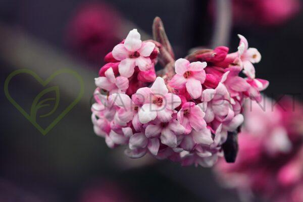 Kalina bodnantska Charles Lakemont - Viburnum x bodnantense