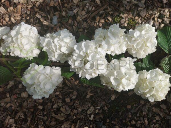 Kalina japońska Popcorn - Viburnum plicatum