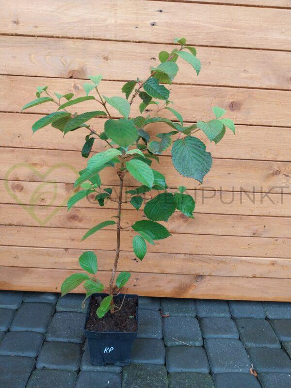 Kalina japońska Popcorn - Viburnum plicatum - obrazek 2