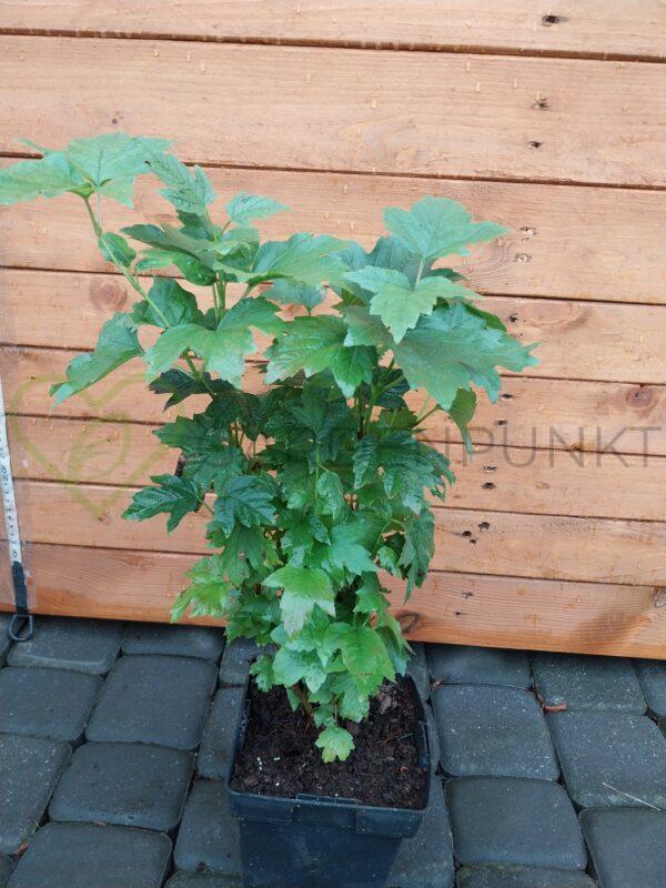 Kalina koralowa Nanum - Viburnum opulus - obrazek 2