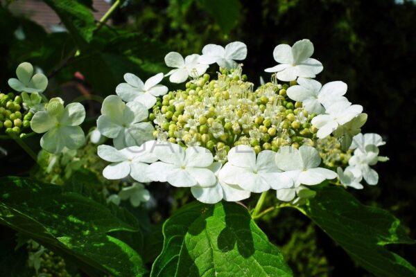 Kalina koralowa Nanum - Viburnum opulus