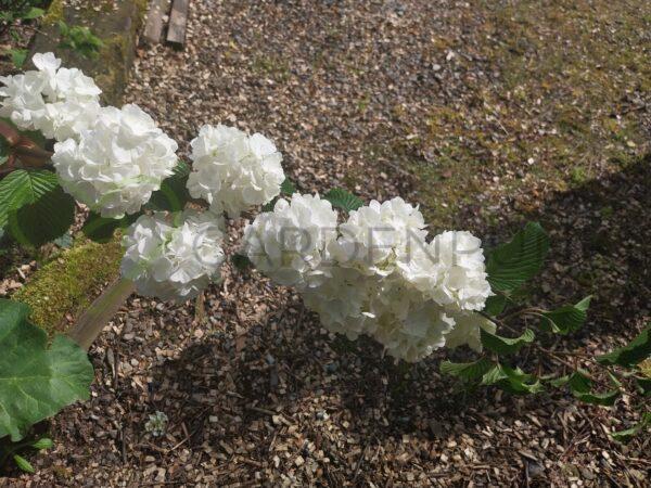 Kalina koralowa Roseum - Viburnum opulus