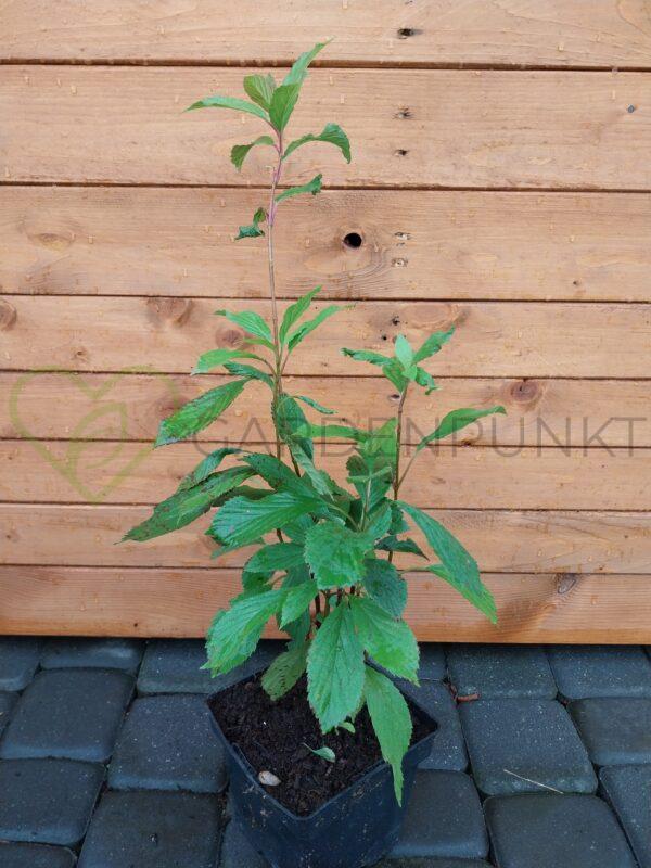 Kalina wonna December Dwarf - Viburnum farreri - obrazek 2