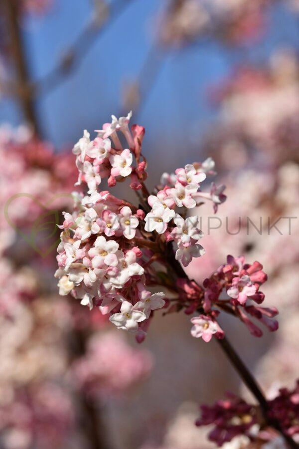 Kalina wonna December Dwarf - Viburnum farreri
