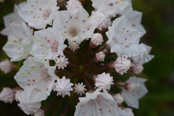 Kalmia szerokolistna Black Label - Kalmia latifolia