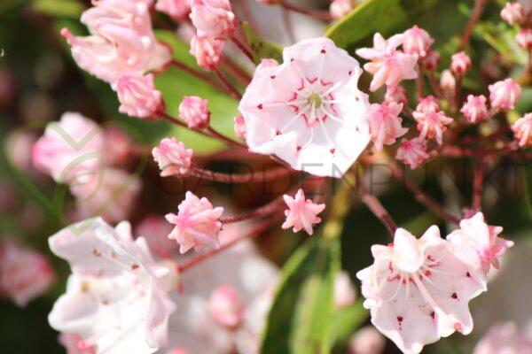 Kalmia szerokolistna Deep Secret - Kalmia latifolia