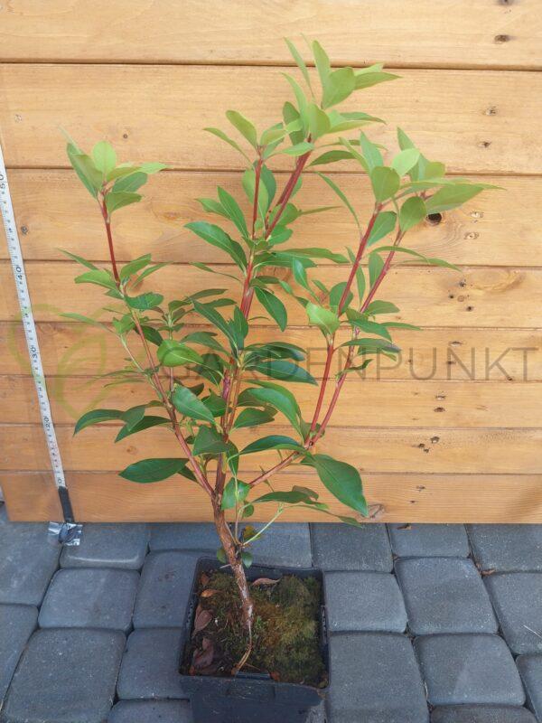 Kalmia szerokolistna Ideal - Kalmia latifolia - obrazek 2