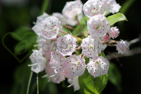 Kalmia szerokolistna Ideal - Kalmia latifolia