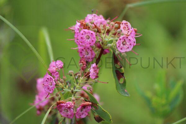 Kalmia szerokolistna Latchmin - Kalmia latifolia