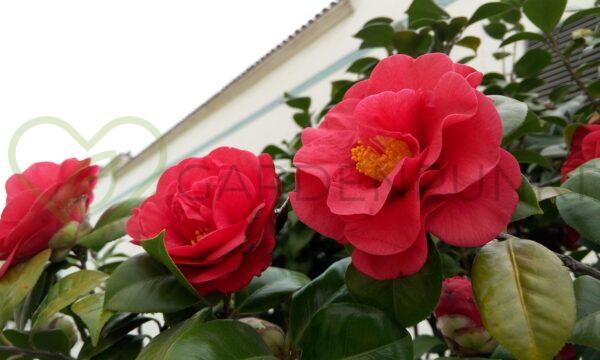 Kamelia japońska Kramer's Supreme  - Camellia japonica