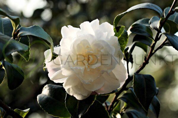 Kamelia japońska Nobilissima - Camellia japonica