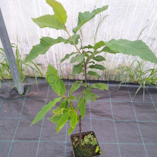 Kasztan jadalny - Castanea sativa - obrazek 2