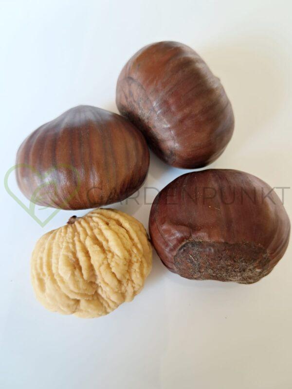 Kasztan jadalny - Castanea sativa - obrazek 3