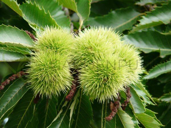 Kasztan jadalny - Castanea sativa