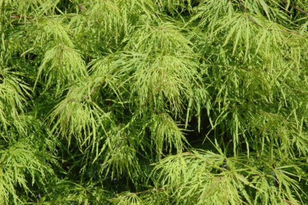 Klon palmowy Emerald Lace - Acer palmatum