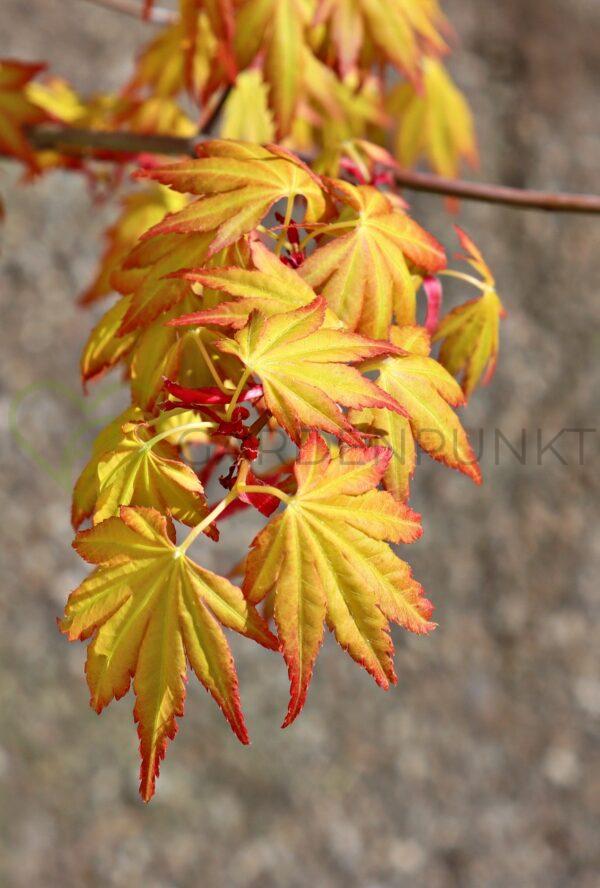 Klon palmowy Katsura - Acer palmatum