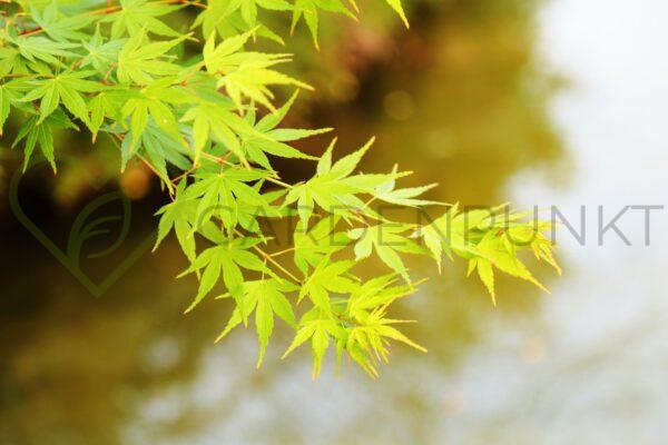 Klon palmowy Little Princess - Acer palmatum