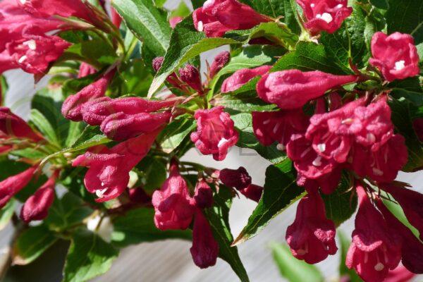 Krzewuszka cudowna Black Minor PBR - Weigela florida