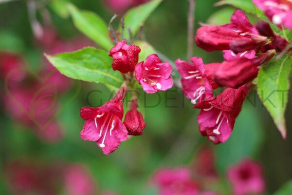 Krzewuszka cudowna Brigella PBR - Weigela florida