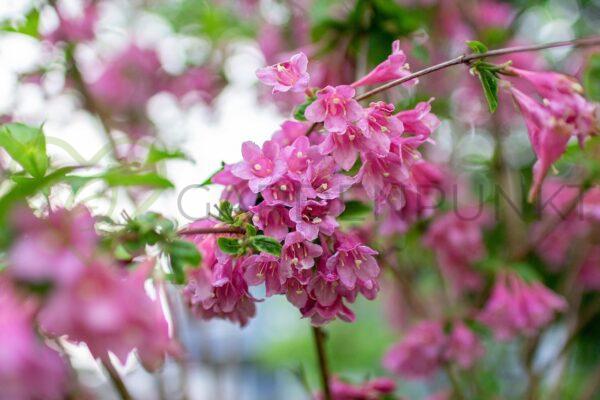 Krzewuszka cudowna Korea - Weigela florida