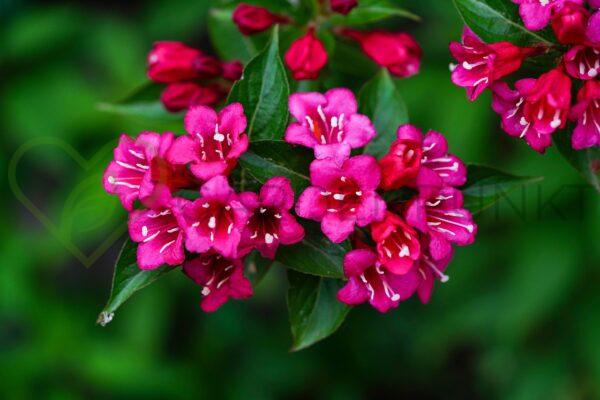 Krzewuszka cudowna Nana Purpurea - Weigela florida