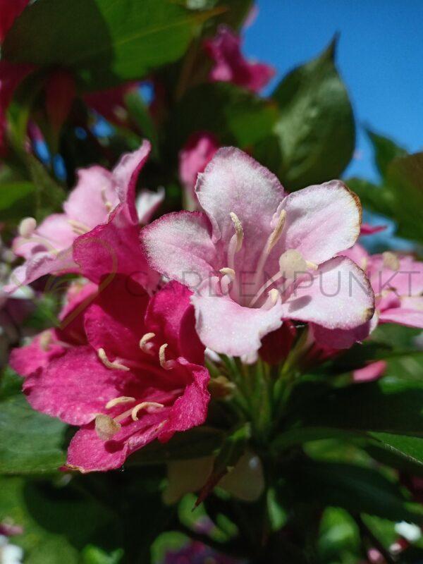 Krzewuszka cudowna Ruby Queen - Weigela florida