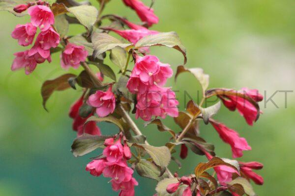 Krzewuszka cudowna Tango- Weigela florida