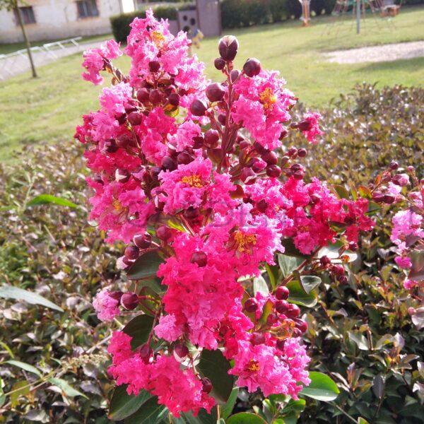 Lagerstremia indyjska Benoit - Lagerstroemia indica