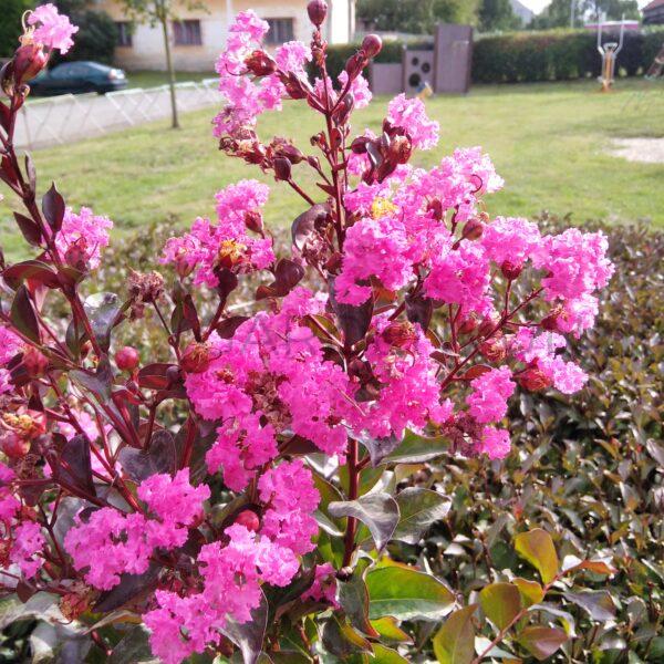 Lagerstremia indyjska Magnifica Rosea - Lagerstroemia indica